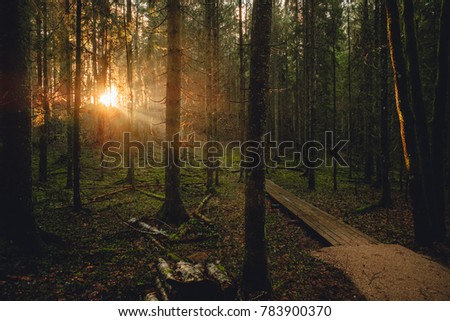 Sunset in forest, rays of the sun shine through the trees, hiker in forest