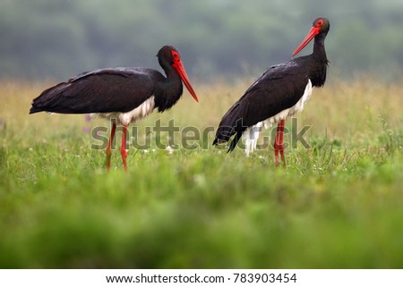 The black stork (Ciconia nigra) a pair of black storks in the grass. Black storks in the rain in the open countryside. Royalty-Free Stock Photo #783903454