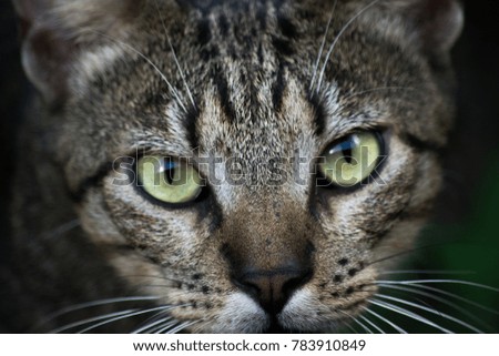 The hunter's face : a photography of my neighbor's cat, here in French Guyana.