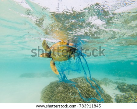 Green Turtle entangled in a discarded fishing net