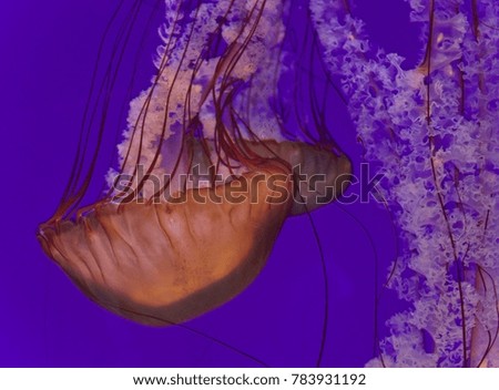 Isolated image of two beautiful deadly jellyfishes