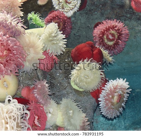 Isolated photo of a beautiful corals in a sea