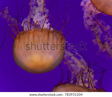 Image of two beautiful deadly jellyfishes swimming