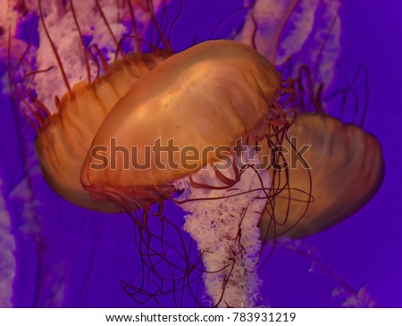 Background with three beautiful deadly jellyfishes