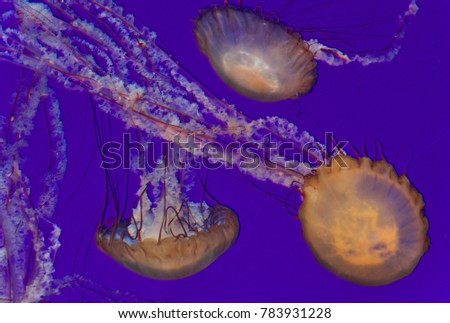 Three beautiful deadly jellyfishes in the sea