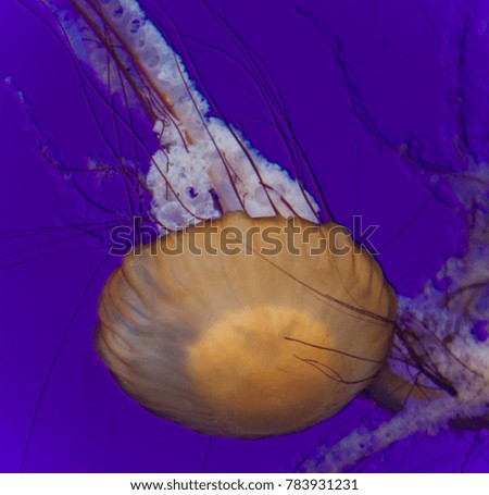 Image of a beautiful deadly jellyfish swimming