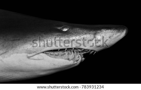 Picture with a scary deadly shark swimming
