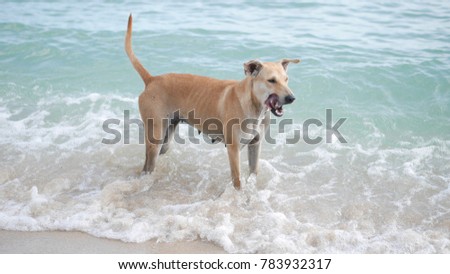 A dog is standing on the beach. The picture concepts are traveling, holiday, relaxing, summer, New Year.