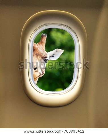 Gorgeous giraffe peeking in through the window of an airplane with space for text. Giraffe looking at the camera as if to say You looking at me? 
