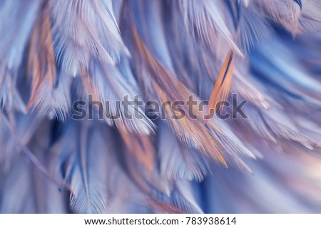 Image nature art of wings bird,Soft pastel detail of design,chicken feather texture,white fluffy twirled on transparent background wallpaper Abstract. Coral Pink color trends and  vintage. Royalty-Free Stock Photo #783938614