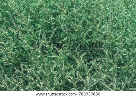 Santolina chamaecyparissus cotton lavender, lavender cotton is a species of flowering plant in family Asteraceae. Filled full frame picture.  plant background in grey colours. Matte frosted effect.