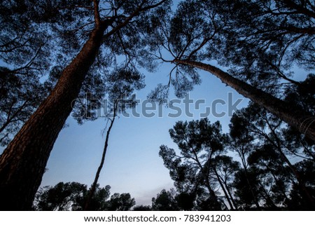 Blue hour under the Pine Trees of the Costa Brava, Spain