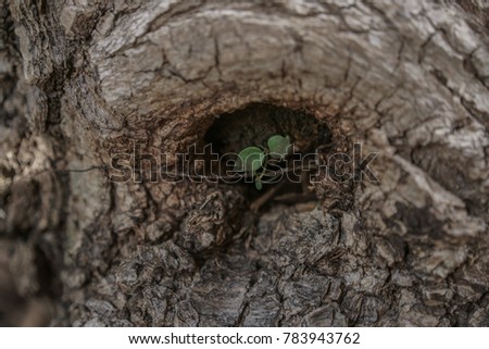 Picture of a hole in the tree with a sapling crawling out