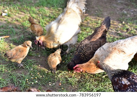 Feeding Chickens at a courtyard