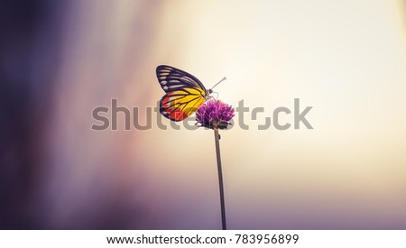 Closeup butterfly on flower (Common tiger butterfly) Royalty-Free Stock Photo #783956899