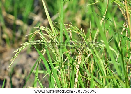 The moment which going on in rice fields. 'Rice' (Oryza sativa L.) ; While the long flat & sharp leaf still green. But ears of paddy transfering color from light greenish to golden. natural sunlight.