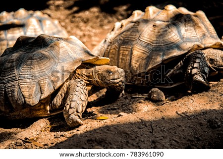 Tortoise in the Zoo Location Bangkok Thailand