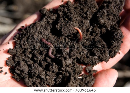 rich soil, healthy soil to plant crops showing worms.