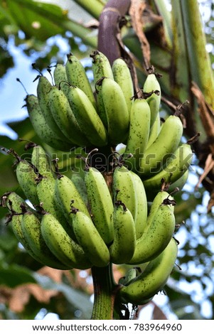 Banana Tree in Philippines