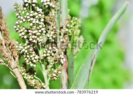 Sorghum bicolor (sorghum, great millet, durra, jowari, milo) ; View of another side. Showing the large bouquet, fresh & dried. Consisted with large bunch of round seeds. long sharp leaf, side by side.