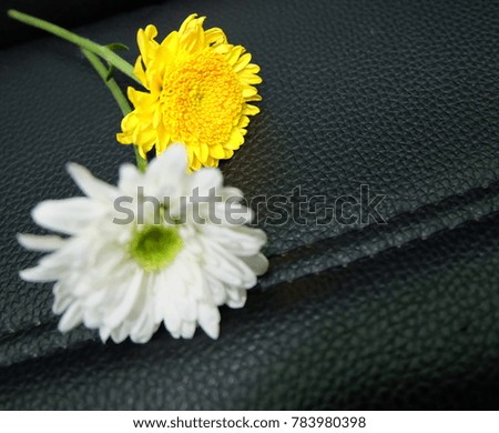 White flowers and yellow flowers isolated on a black background.