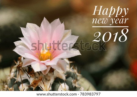 Happy new year 2018 with pink cactus flower blooming in the pot and warm sunlight background. Concept of growth in new year. For decoration of new year 2018 greeting decoration