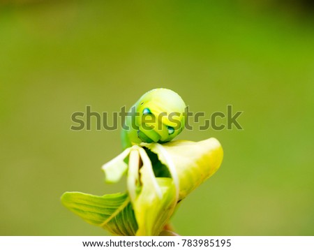 Blur picture of Moth caterpillar eating green leave in nature