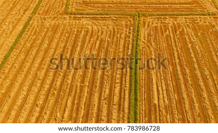 Top view Aerial photo from flying drone over Rice field after harvest, Abstract background.