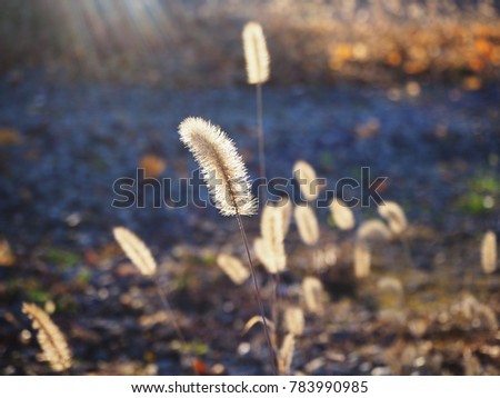 withered weeds in the open area