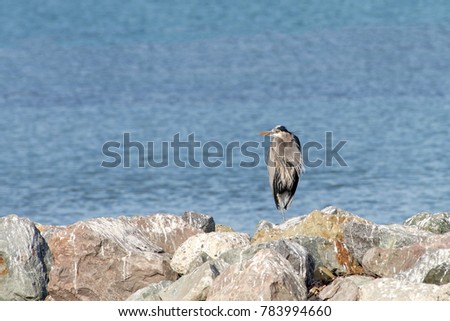 Great Blue Heron perched on a rocky shore, blue water in background. The great blue heron is a large wading bird in the heron family Ardeidae, common near the shores of open water and wetlands.