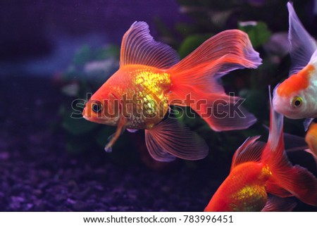 gold fish in fish tank with plants