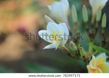 flowers soft yellow in tropical [frangipani] or [plumeria] beautiful,leaf green Is the background of nature