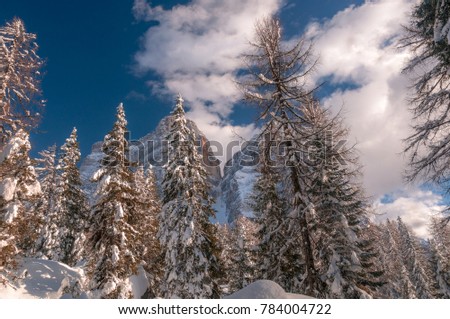 Fir forest covered with large piles of snow with Mount Pelmo in the background