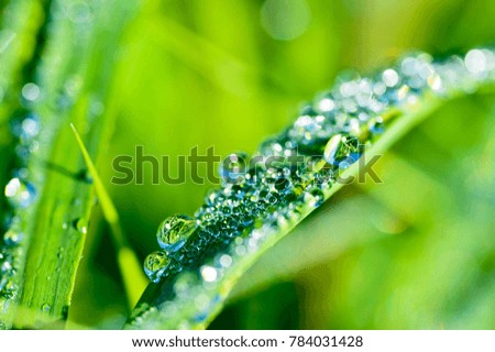 Garland drops of morning dew in the spring close up at dawn. Fabulous bokeh. The shallow depth of field.