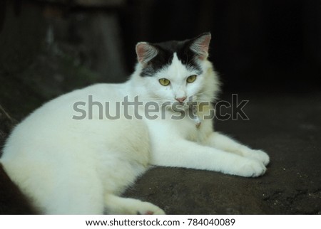 a white persian cat is idle on the ground