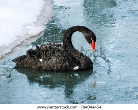 Black Swan image