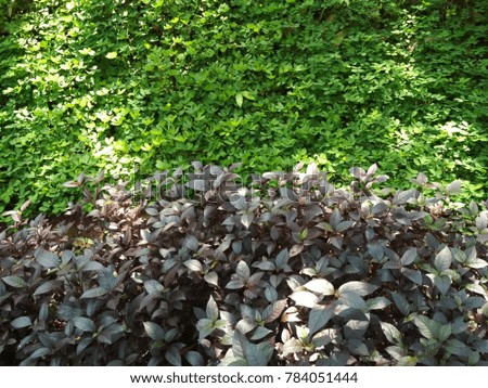 leaf flower background