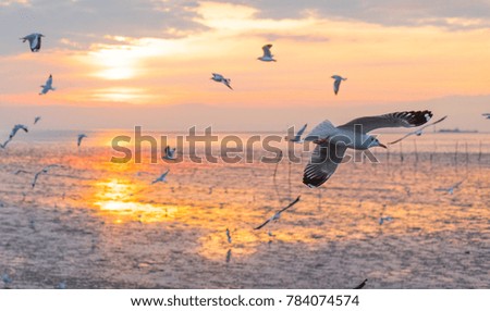 Seagulls are flying and hover for food in the hand in the yellow sunset sky with dense clouds ,Bangpu, Thailand