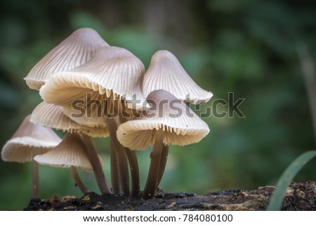 Beautiful closeup of forest mushrooms. Gathering mushrooms. Mushrooms photo, forest photo, forest background Royalty-Free Stock Photo #784080100
