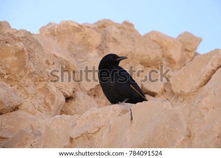 Tristram's starling bird on the ruins of Masada fortress, Israel.