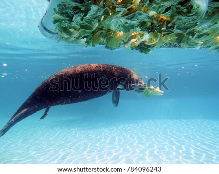 Dugong dugon, marine mammal feeding under the water 