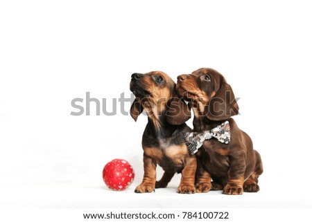 Two puppy dachshunds are sitting and looking up next to a toy from a Christmas tree on a white background.