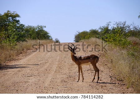 Gazelle in the wilderness of Africa alone .