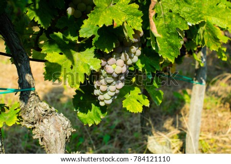 grapes on vine stock at wine yard