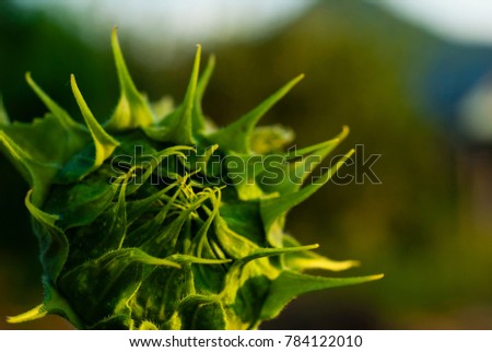closed sunflower bud