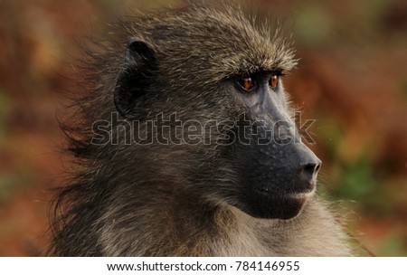 Baboon sitting next to the road side trying to avoid eye contact with me. 