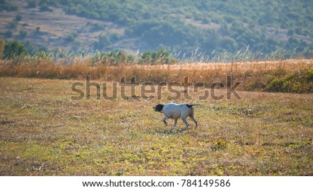 German short-haired dog hunting in the field