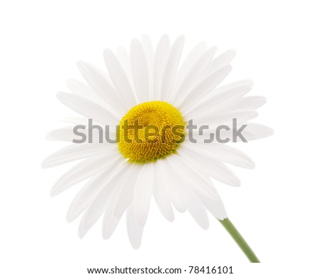 daisy on a white background