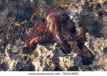 octopus on the beach
