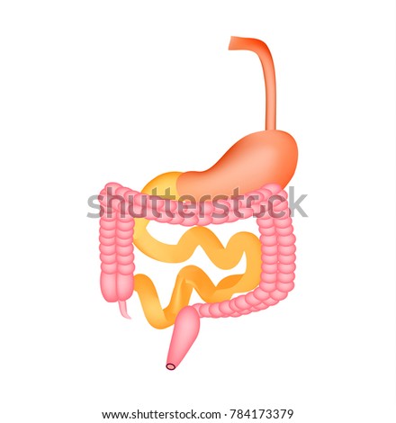 Organs of the gastrointestinal tract. Esophagus, stomach, duodenum, small intestine, colon. Digestion. Infographics. Vector illustration on isolated background.